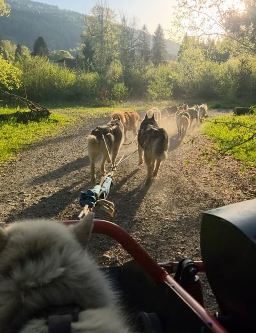 Cani Kart 2